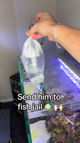 We have found a fish solution! #clownfish #pufferfish #fishtank #corals 