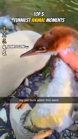 Top 5 Funniest Animal Moments😂 #laugh #animals #funny #viral #fyp 
