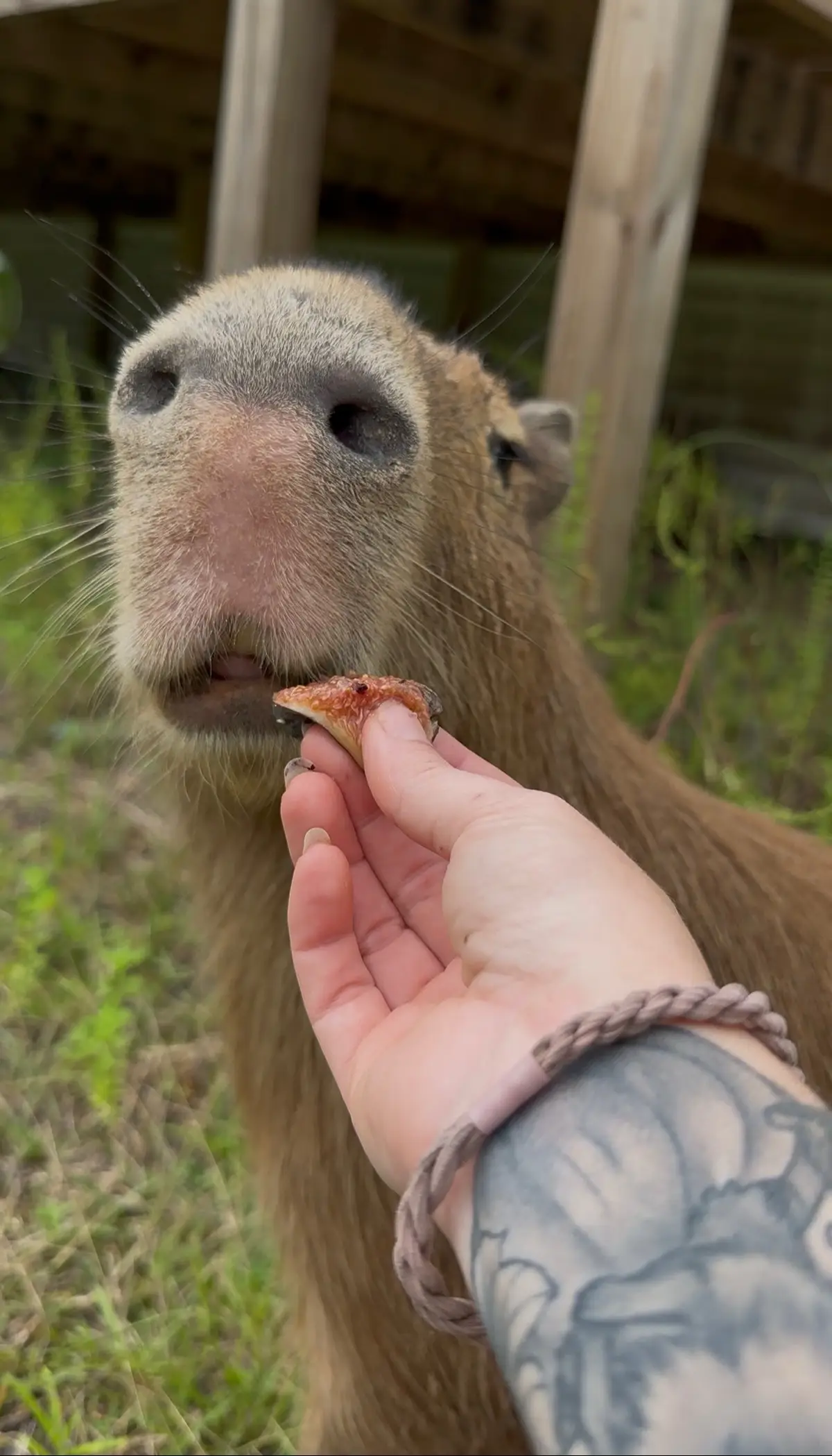 This is one of my favorite angles for photos when it comes to our capybaras! Mainly because people think their nostrils are eyes and get confused for a moment 😂 #capybara 