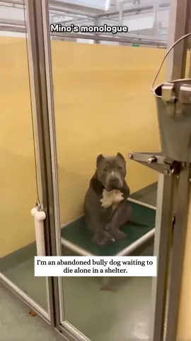 This man rescued a poor abandoned dog from the shelter and then...                                                This video wouldn’t be possible without the fantastic clips created by respectful creators: youtube channel - FADY Fily