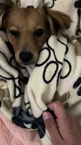Jeje todos los Dias lo tapo y le digo buenas noches y amo como se queda ahi le gusta las carisias🤭💕🐶 #perritos #chihuahuas #perritosbonitos #cutepuppy #sleepydog 