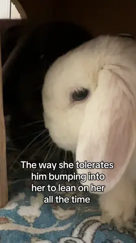 Since buttercup is a three legged bunny he hops funny and slips all over. He’s always bumping into his wife, Dixie. She is so patient with him. Bunny love is so real 🥰 #bunnylove #tripodbunny #disabledbunny 
