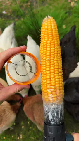 Corn peeler vs. Corn 🌽 