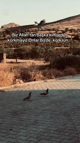 STORYLİK🦅#keşfetteyizzz #beniöneçıkart #rajon #storylikvideolar📌 #güvercin_sevenler 