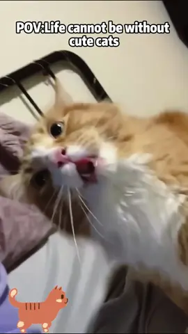 Cute animals, happy life#fyp #foryou #cat #cats #catsoftiktok  