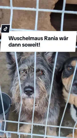 Hinter Gittern wartet Rania auf ihre Chance aufs Glück Die strubbelige Rania (4–5 Jahre, ca. 55–60 cm) wurde in Rumänien auf der Straße gefunden und lebt nun im Shelter – sicher, aber einsam hinter Gittern. Sie ist eine wundervolle, kluge und sehr menschenbezogene Hündin, vermutlich ein Hütehund-Mix. Rania sehnt sich nach Liebe, Beschäftigung und einem Zuhause, wo sie endlich ankommen darf. Mit anderen Hunden ist sie verträglich, das Leben als Familienhund muss sie noch lernen – aber sie möchte alles richtig machen. ❤️ 👉 Kastriert, geimpft, gechipt & ausreisefertig mit EU-Heimtierausweis. Willst du Rania zeigen, wie schön ein Hundeleben sein kann? Dann kontaktiere uns – vielleicht bist genau du ihr Herzensmensch. 💌 Wenn du als Pflege- oder Endstelle helfen kannst, dann schreib uns eine Mail: kontakt@einherzfuerstreuner.de ➡️ Oder füllt direkt über die Homepage die Selbstauskunft aus 🧡   #rescuedog#adoptdontshop#hund#familie#tierliebe