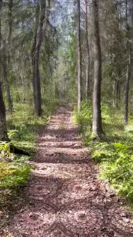 Pretty forest #trippy #trip #mushrooms #cid #simulation 