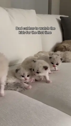 Little Quincy got scolded by his dad