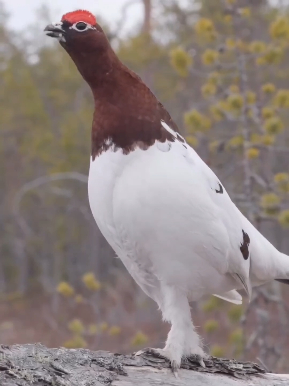#ptarmigan #birds #animals #sound #birdssounds #animalssounds #scaryvideo #scarysounds #fyp 