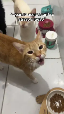 #gato #gatos 
