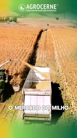 🌽 Mercado do Milho em Movimento! 25/08/2025 O mercado do milho está mostrando sinais de estabilidade, mesmo com a colheita quase no fim. Vendedores mais firmes, alta do dólar e o ritmo dos embarques nos portos deram novo fôlego às negociações. Produtores estratégicos e compradores cautelosos mostram que o mercado brasileiro continua atento às oportunidades! 🔹 Fique de olho e acompanhe o mercado com a Agrocerne. #Agrocerne #MercadoDoMilho #Agronegócio #ProdutorRural #ColheitaDeMilho 