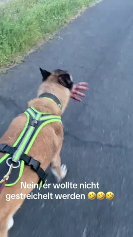 Ist der lieb, darf ich den streicheln  #malinois #malinoisoftiktok #malinoislovers #malinoispower #malinoisofinstagram 