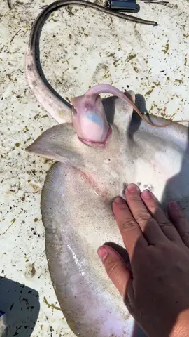 This was the same incident as the other video, I found this one in my drafts. Got her to the boat and she didn’t make it, but her baby did. Yes we put it in the water. #stingray #livebirth #babystingray 