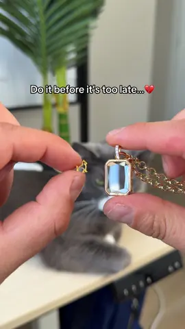 The best gift for pet owners who want to keep memories forever 🥺 #memory #petloss #petmemorial #cat #catmom 