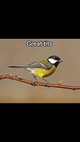 There is a very high chance there's at least 1 green-backed tit there, I made this very quick😭 #bird #titbirds #animals #fyp #foryou 