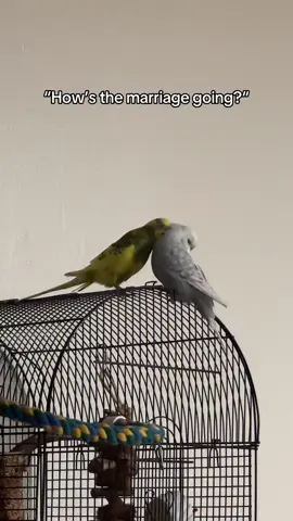 Lifestyle Content: Marriage life update on my birds #birds #birdsoftiktok #parakeet #englishparakeet #blacc_queen21 