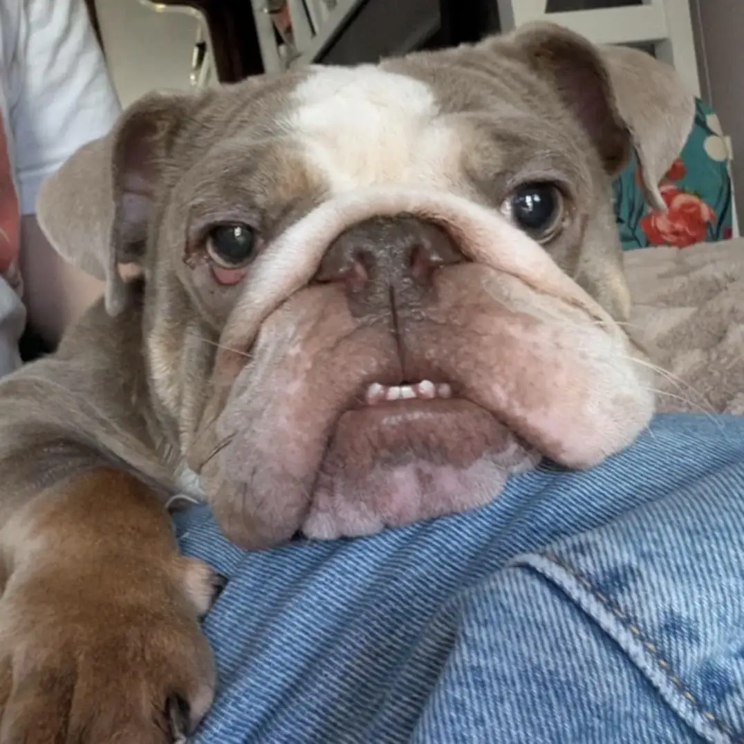 Hi! I’m Elphie 🐾 I came into rescue at the end of last year after being surrendered to Bullies 2 the Rescue when my owner moved out of the country. I’m still just a baby at 2 years old! When I was a little bulldog pup, I was born with a condition called Swimmer Puppy Syndrome. Swimmer Puppy Syndrome, also known as flat-puppy syndrome, is a developmental condition in dogs and cats that affects the ability to walk and stand. Puppies are born with splayed legs, lying flat on their chests and stomachs, making it impossible for them to bear weight. The main symptom is a “swimming”-like rowing motion when they try to move. This condition is often corrected in young puppies, but unfortunately, I didn’t get the therapy I needed. BUT… that doesn’t stop me! I am upright and move around very easily. I use wheels outdoors (and I’m super fast!), but indoors I get around just fine using my strong front legs, while my back legs move a little differently. I’m healthy, recently spayed, and even had my cherry eye fixed. I just get around in my own special way. I’m not incontinent—I just wear fancy pants to keep me clean in case of a rare accident inside and to protect my bottom when I’m zooming around indoors. I LOVE LIFE! I’m such a happy girl, full of joy—and yes, I dance! 💃🐶 I’m so happy you’re here, and I’m looking for my forever family. Wink wink 😉—if you’re looking for a new baby, visit bullies2therescue.com for adoption info! Happy paws, Elphie 💖