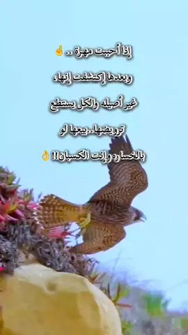 إذا أخترت إختار أصيلة وأنت كسبان
