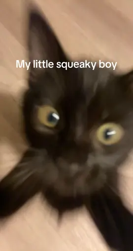 My little squeaky boy #cat #catsoftiktok #cats #cattok #catlover 