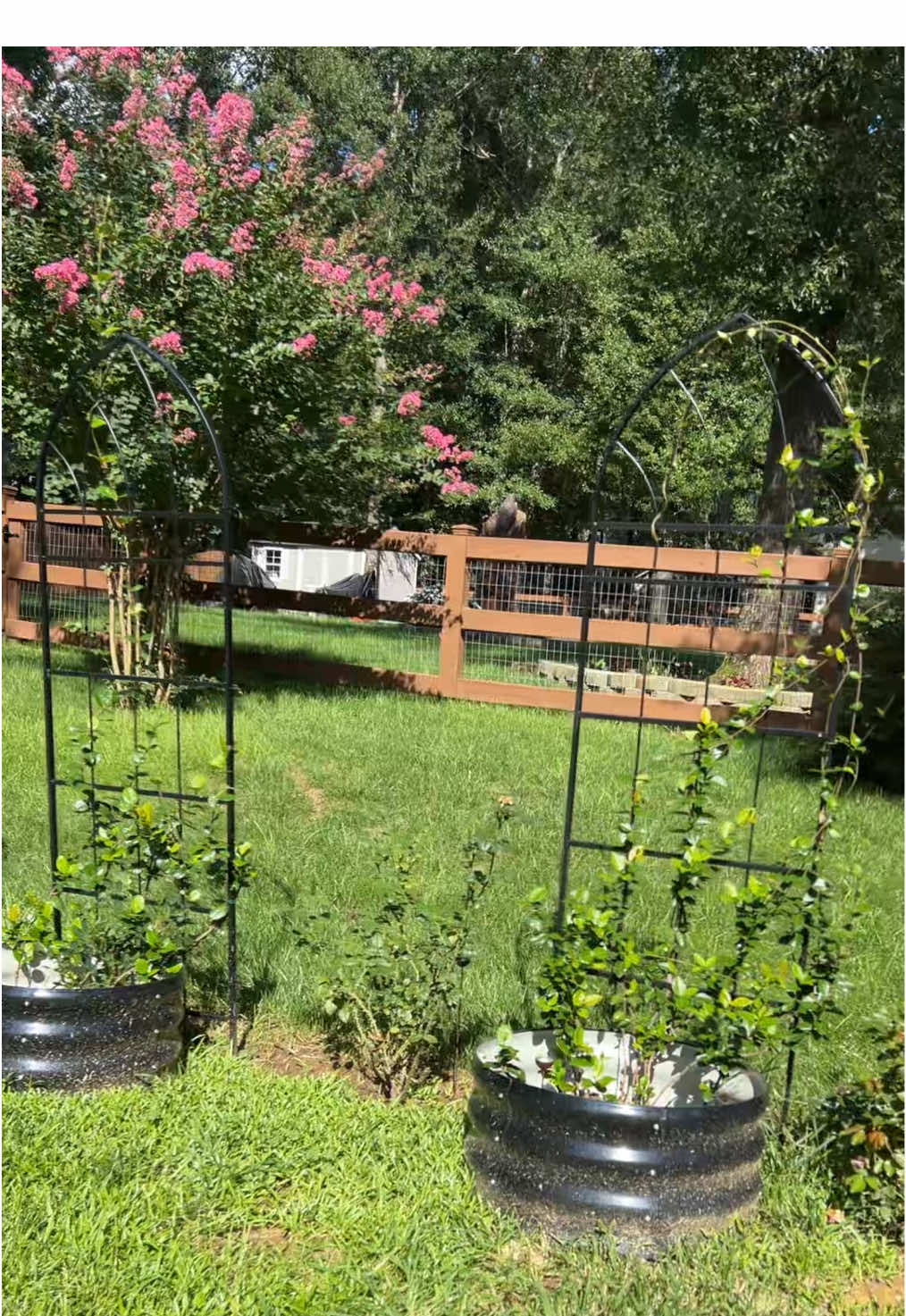 Next year I want to build a flagstone area in front of this with a wooden purgula to train the jasmine to grow up it as a ceiling and hang a vintage crystal chandelier in the center for outdoor dinners. It’s going to be magical ✨ 