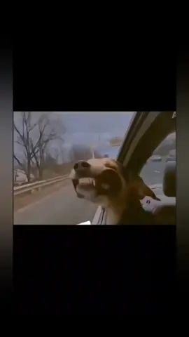 funny dog #funnydog #doglovers #dogsoftiktok #foryou #fyp 