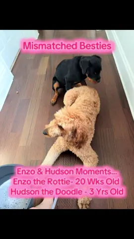 Mismatched Besties - Enzo the Rottweiler & Hudson the Doodle #doodle #doodles #doodlesoftiktok #rottweiler #goldendoodle 