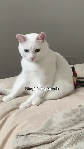 He flys home this week more morph content soooon 🥹 #cattok #funnycat 