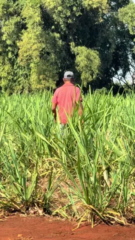 Até o Bidu tá usando… #primosagro #publi #tbdc #produtorrural #jaoeseuduardo      @João Vitor Castro @SeuDuardo 