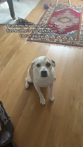 #awkwarddog #stockholmsyndrome 