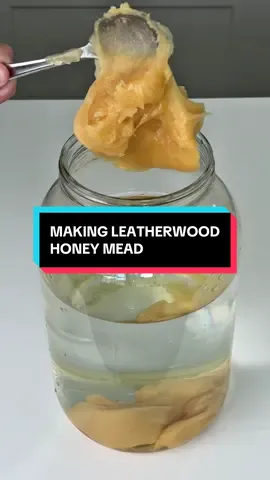 Making leatherwood honey mead #mead #meadmaking #homebrew 