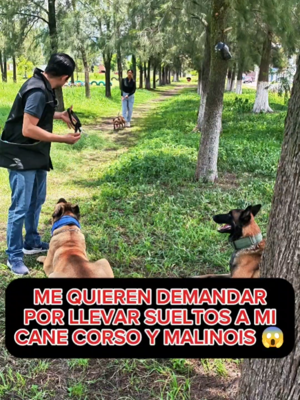 Me quieren demandar por llevar sueltos a mi Cane Corso y mi Malinois 😱 #perros #educacioncanina #entrenamientocanino #canecorso 