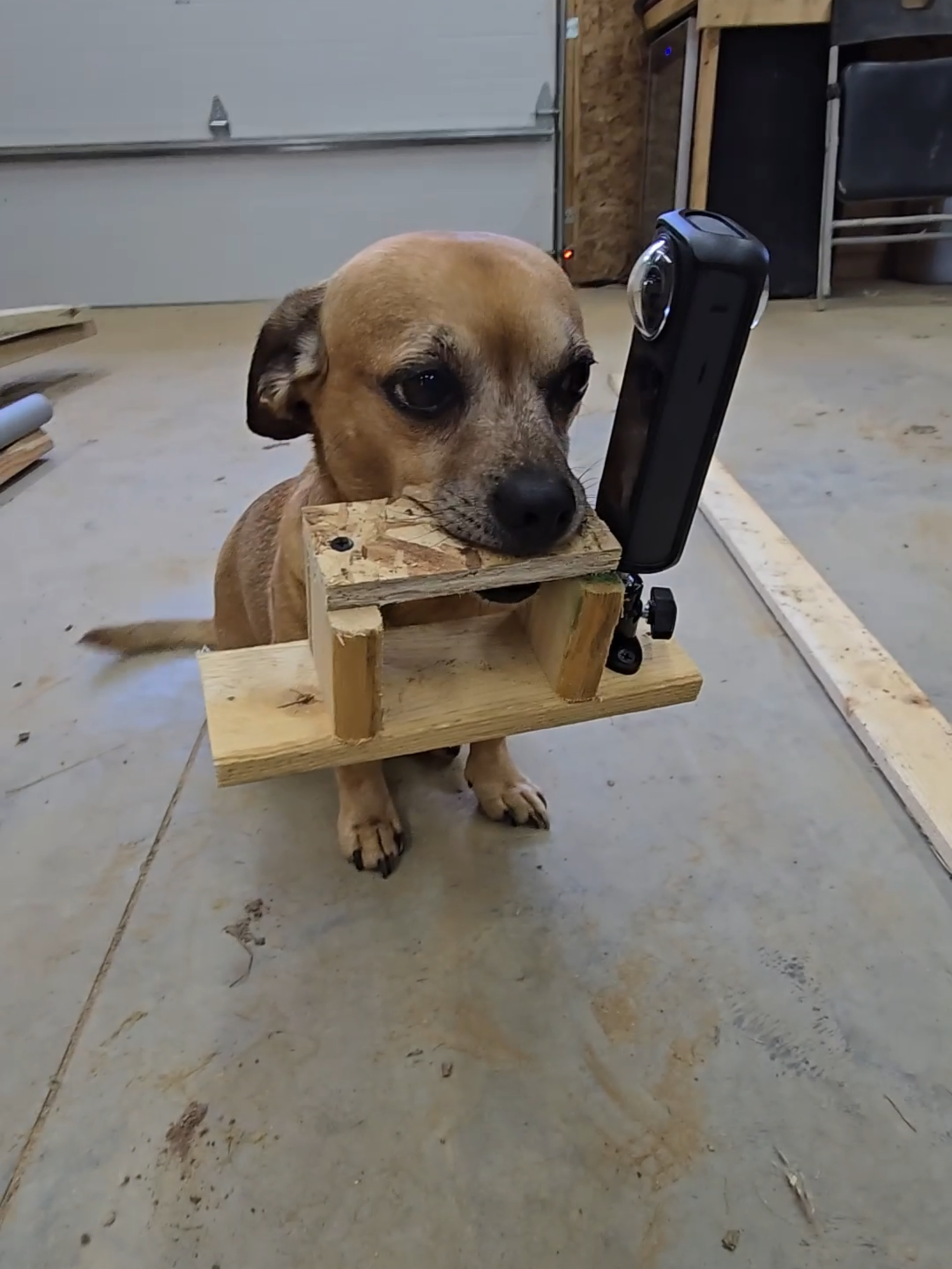 Minion helps modify his camera Part 2 #narrowayhomestead #theoneandonlyminion #farmdog #camera #prototype #invention #modifications