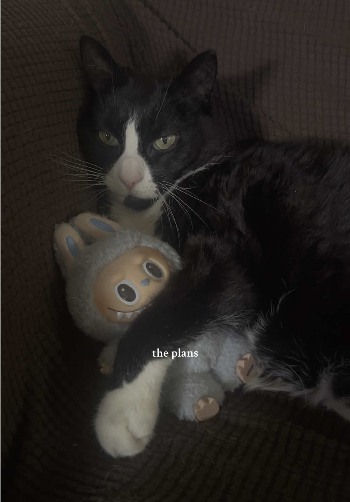 Purrfect plans. 