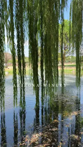 ARIZONA WINERY 🍷🍇@daranch_vineyards  DA Ranch in Cornville, Arizona is a destination for wine lovers and weekend getaways. The winery offers a wine club with three different tiers, available entirely online for members who want exclusive bottles and benefits. Guests can enjoy live music every weekend from 2 pm to 5 pm. Food trucks are on site Friday, Saturday, and Sunday to complement the wines. The ranch is closed on Monday and Tuesday. Plan a visit to experience Arizona wine country at its finest. #DARanch #ArizonaWine #eatdrinkaz  #ArizonaWineCountry  #ArizonaWineries  