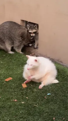 Snacktime is the best time #albino #whiteraccoon #albinoeaccoon #mapache #raccoons 