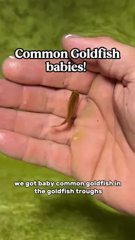 This commences the common goldfish breeding arc. It’s just gonna be a little side thing I have on going, not going to go deep into it, but just have a continued line. #fish #goldfish #aquarium #commongoldfish 