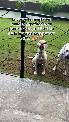 #feminismo #perros #fyp #tralalerotralala🗣🔥 #marcha 