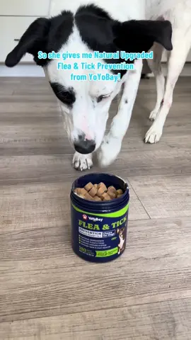 I had a dog 🐕‍🦺 that developed seizures from flea and tick 🪳medication so I treat Roggie 🐶holistically 💚. Look out rabbits 🐇!  #YOYOBAY #fleatreatment #fleas #fleainfestation #crunchydogmom @YoYoBay 