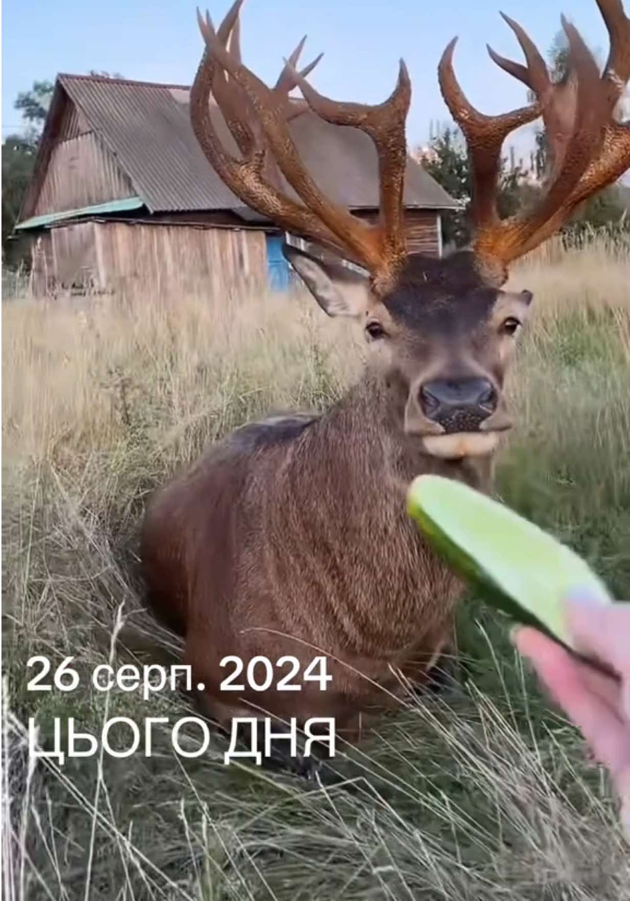 #цьогодня Олень Борис 2024 рік початок нашої дружби #irys ik3076 #deer #animals #олень     Перші відео. 