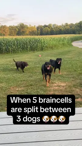Most of the time Oakley has 4 of them whille Millie and Mufasa are fighting over the last one 🤣 but sometimes Oakley loses track of the braincells and then none of them have any 🤪