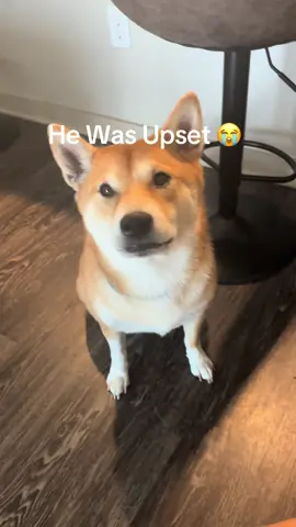 He said “stop playing dumb, give me a treat!!” 😂😂😂 #dog #dogs #dogsoftiktok #shiba #doglover   
