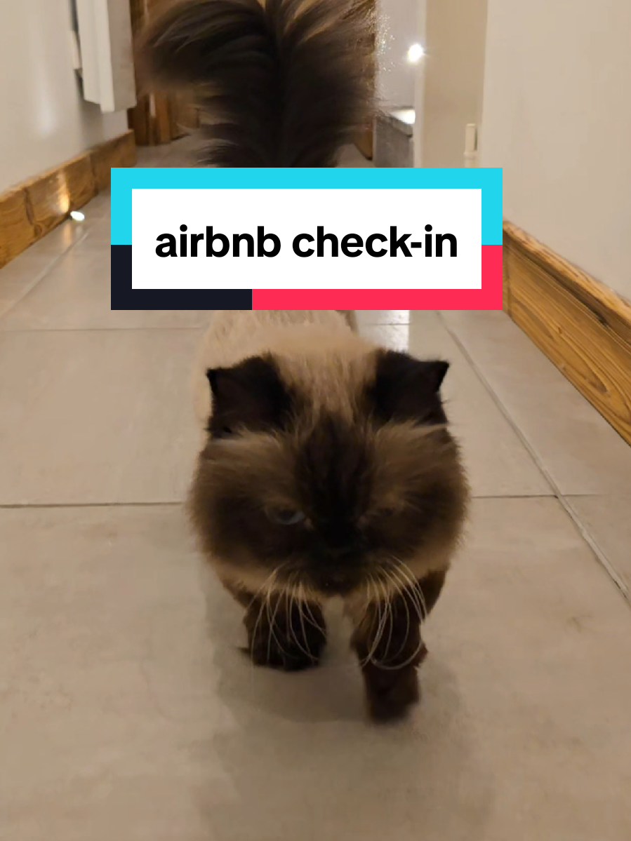 From being seized in Louisiana from a breeder hoarder to being adopted by dincs and taken to France on vacation, Nonna's had quite the life transformation! ✨️ #munchkincat #seniorcat #travelcat 