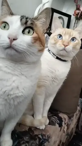 #simbastella😊 #❤️ #cats #قطط #🥰😍🥰😍🥰😍🥰😍🥰😍fyyyyyyyyyyyy 