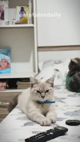 Did you know you can tell how close you are with your cat by where they sleep? #cat #catlover #catsoftiktok #facts 