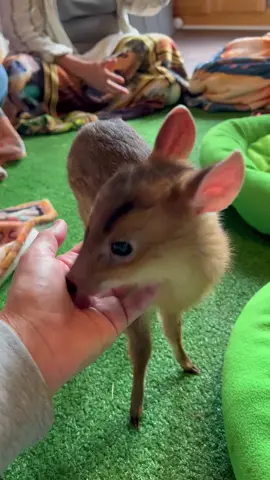 #muntjac #baby #animal #exotic #fyp 