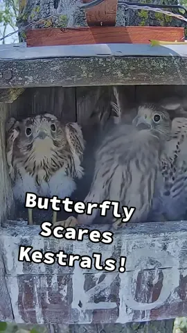 🫨 
