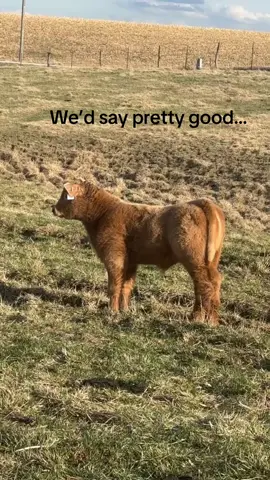 Jessie with the 2/2 rookie calf crop. These two brothers sell Sept. 16th on Steerbidder!! #lockcattle #cattleshow #4upage #iowa #4h 