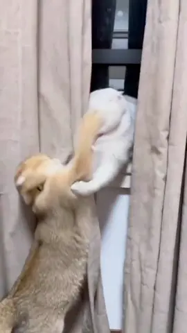 funnycats😅😅😅#funnycat #funnyvideos #cutecat #viral_video 