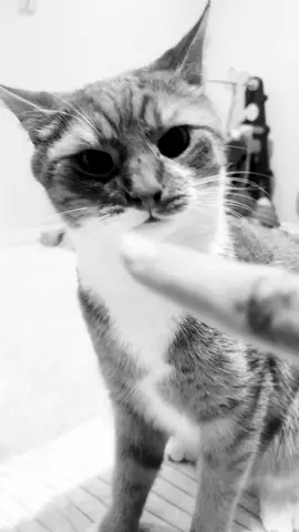 #gangstercat🐱😎 #fightingskills 