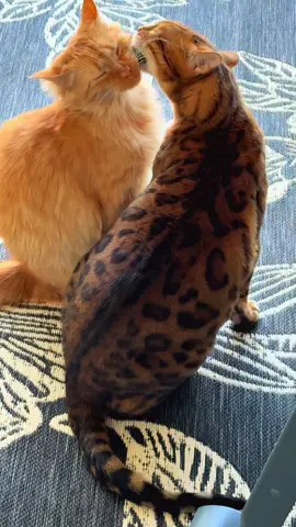 I swear they’re about to get married these 2 are glued to each other every minute of the day #cats #Love #catslovers #orangecat #catsoftiktok 